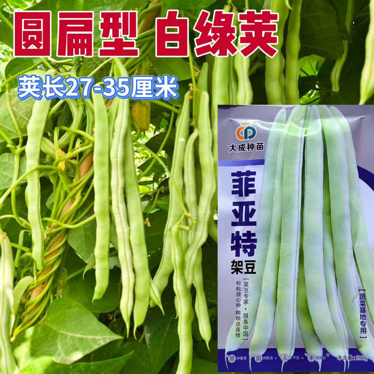 菲亚特架豆王种子中熟蔓