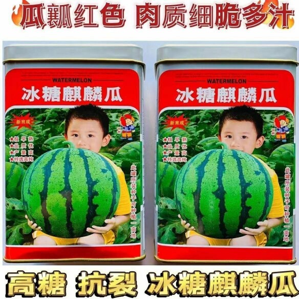 冰糖麒麟瓜 高产极早熟 皮薄高糖抗裂耐低温 优质正品西瓜种子