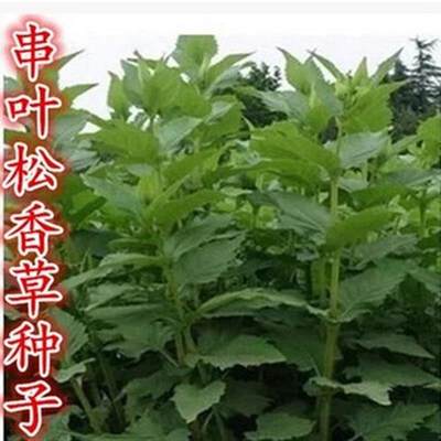 串叶松香草种子牧草多年生猪牛羊鹅食用华夏中华神菊教授菊种籽