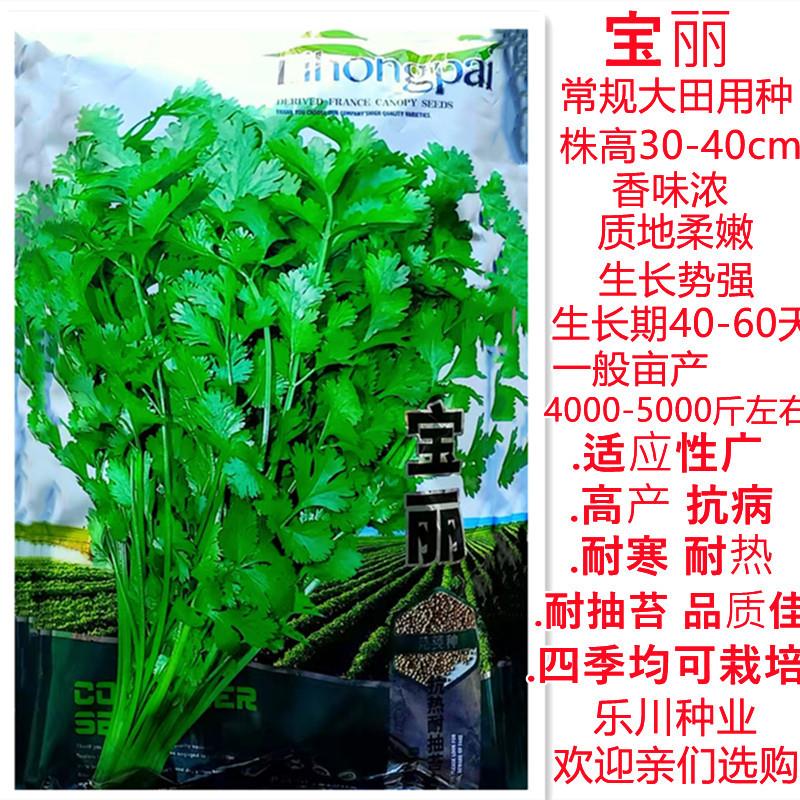 香菜种子宝丽优质高产抗病芫荽籽耐热耐寒耐抽苔南方北方四季播种