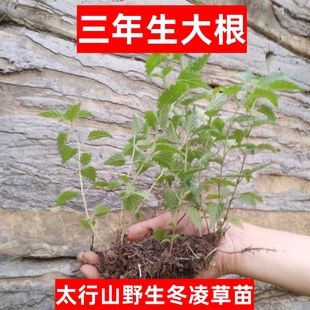 太行山冬凌草苗10株 三年生大苗 济源市产地冬凌草王屋山冬凌草苗