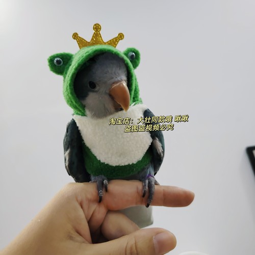 青蛙衣服鹦鹉鸟玄凤秋冬加厚保暖衣服飞行服卫衣帽衫定订制