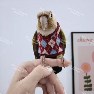原创宠物鹦鹉鸟玄凤毛衣背心外出牵引衣服防止飞丢飞行服