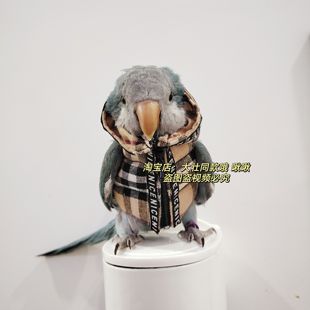 格子棉衣款鹦鹉棉服服鸟衣服鹦鹉棉外套玄凤加厚保暖外出服鹦鹉鸟