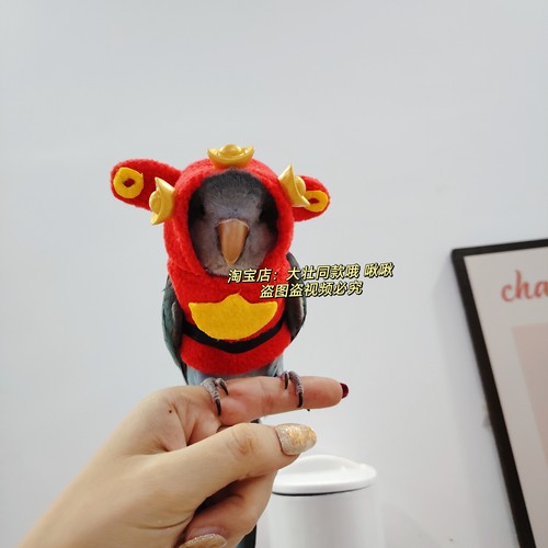 财神新年款鹦鹉鸟类衣服带帽卫衣厚款保暖服小中型鸟加厚保暖