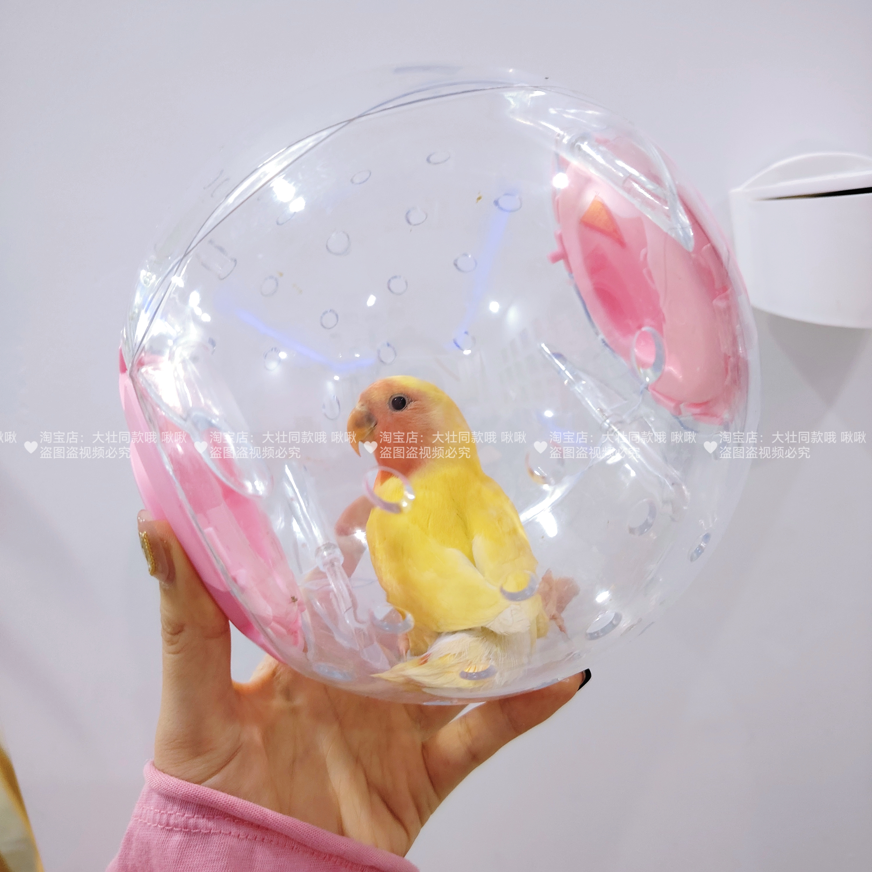 鹦鹉玩具解闷自嗨小太阳牡丹鹦鹉耐啃咬跑步运动滚球小鸟玩具新款