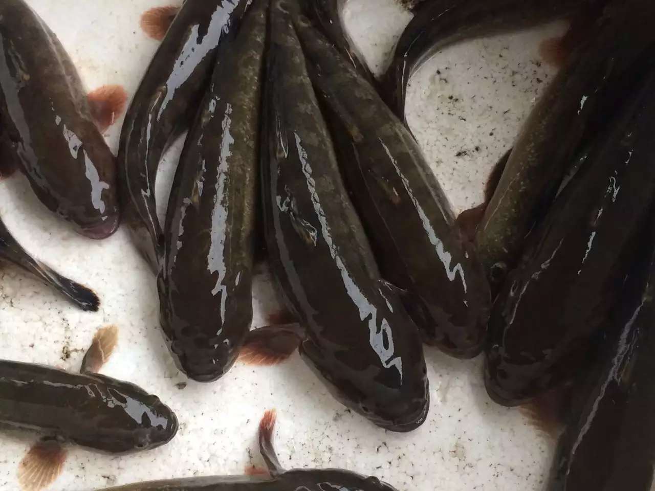 中华乌塘鳢蟹虎鱼鲟虎鱼海鱼涂鳗杜鳗虎蝤蠓虎食用天然鲜活水产