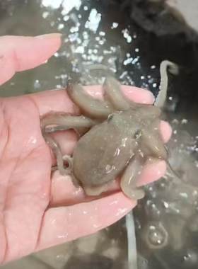 三门湾望潮非八爪鱼章鱼新鲜鲜活海鲜水产活体录视频打包不包活