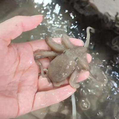 三门湾望潮非八爪鱼章鱼新鲜鲜活海鲜水产活体录视频打包不包活