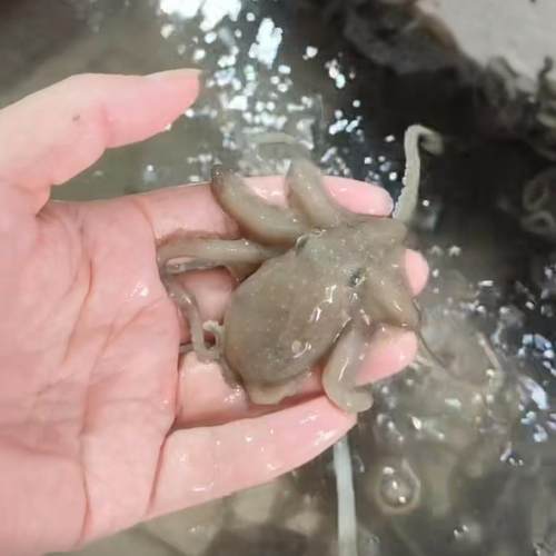 三门湾望潮非八爪鱼章鱼新鲜鲜活海鲜水产活体录视频打包不包活