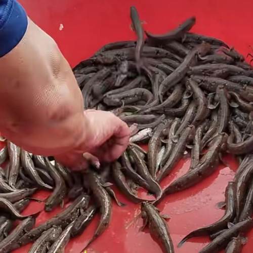 台州新鲜跳跳鱼500g宁波现称现活杀滩涂鱼浙江海鲜海鱼保鲜不包活