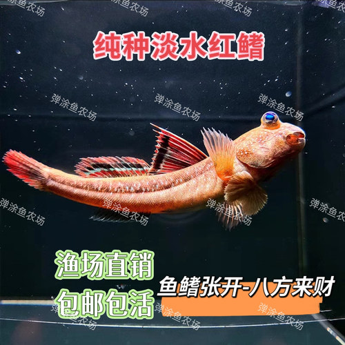 跳跳鱼活鱼淡水滩涂鱼水里养的宠物红鳍挖洞鱼好养耐养观赏
