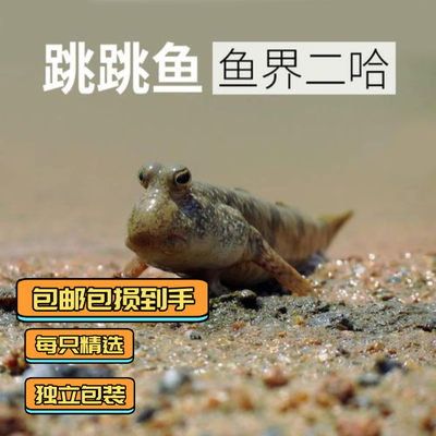 跳跳鱼弹涂鱼淡水观赏鱼宠物饲料造景鱼缸观赏鱼