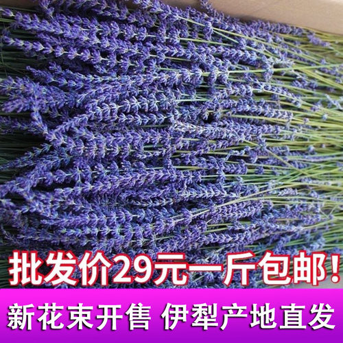 新疆伊犁薰衣草干花香薰除异味
