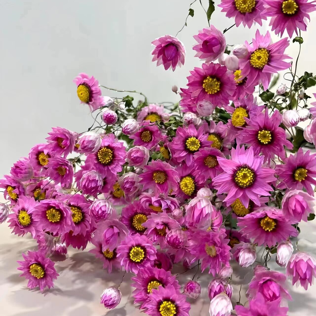 粉妍小雏菊鲁丹鸟盆栽小棵苗发货容易爆花植物开花可以做切花