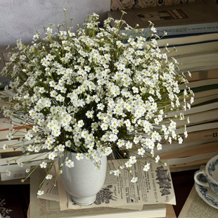 点地梅星晨盆栽花耐寒好养植物易爆花盆栽花期长庭院阳台