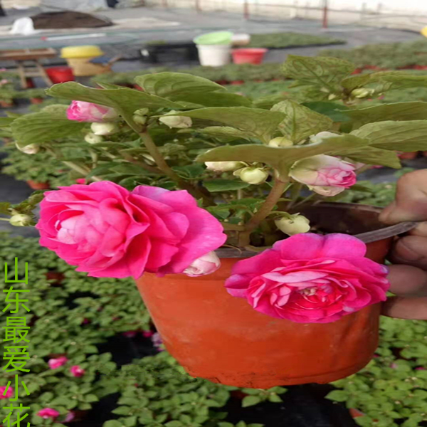 非洲重瓣凤仙花水梅花卉四季重瓣耐热多年生好养植物