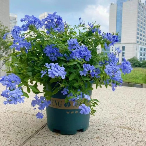 蓝雪花盆栽花卉 花苗 花期长 带花苞发货 四季好养 室内阳台庭院