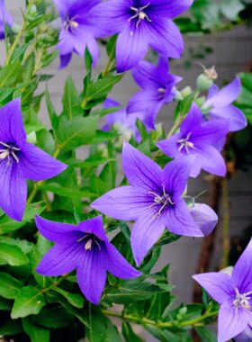 中华桔梗花盆栽耐寒耐热花卉花期长易爆花多年生好养易活植物