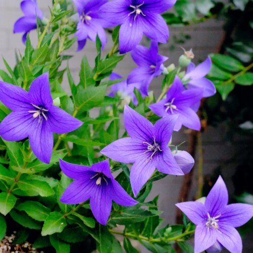 中华桔梗花盆栽耐寒耐热花卉花期长易爆花多年生好养易活植物