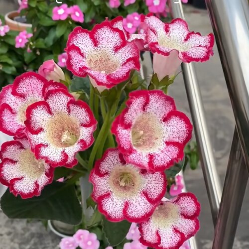 麻点大岩桐盆栽花卉芙蓉花富贵花球根花卉植物花期长山东基地