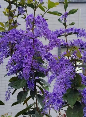 蓝花藤苗泰国大叶兰花藤蓝紫色耐热花卉盆栽庭院四季开花爬藤植物