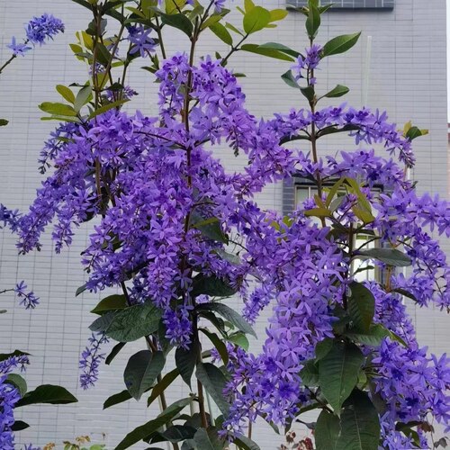 蓝花藤苗泰国大叶兰花藤蓝紫色耐热花卉盆栽庭院四季开花爬藤植物