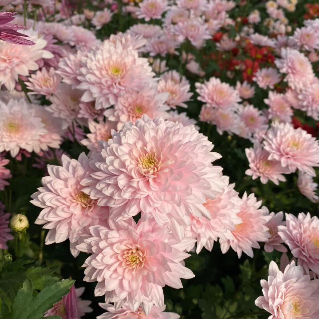 切花菊花苗 高杆品种 可多季节开花植物好养易活易爆花植物