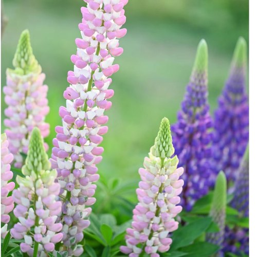 鲁冰花盆栽地栽苗子庭院阳台植物易活花卉多年生开花不断好看