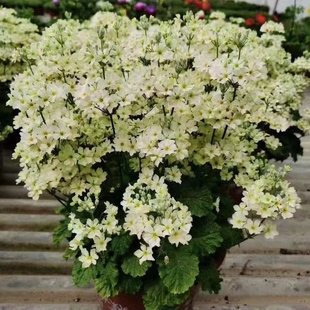 易爆花植物 喜凉花卉 年宵花卉彩云报春 花苗 报春花盆栽花卉