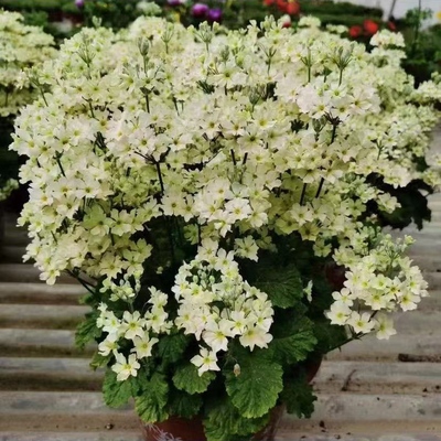 报春花盆栽花卉 花苗 喜凉花卉 易爆花植物 年宵花卉彩云报春