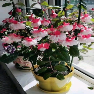 倒挂金钟花苗盆栽 吊钟海棠花 灯笼花 阳台窗台植物易爆花花卉