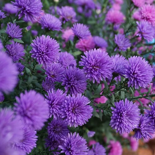 翠菊紫菀花  多年生宿根植物 耐热耐寒花盆栽地栽阳台庭院好养