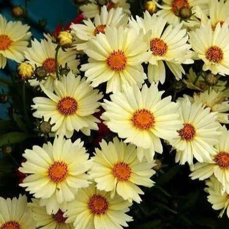 小闹钟盆栽耐热耐热植物花期长达6-8个月宿根多年生花卉阳台庭院