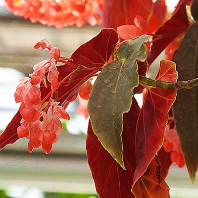 带花绿植盆栽竹节海棠新品种