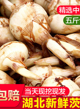 湖北特产慈姑新鲜现挖农家自种白茨菰马蹄大茨菇燕尾草芽菇