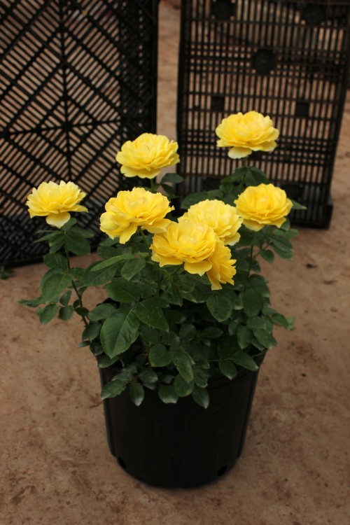 大花微月季金星王阳台月季花盆栽淡香四季开花丰花黄色多花卉小苗