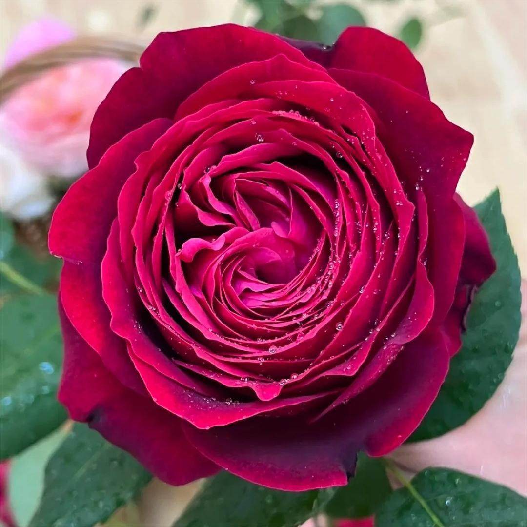 红色月季詹尼斯月季扦插小苗勤花多季重复开阳台盆栽月季,鲜花速递/花卉仿真/绿植园艺,月季/蔷薇/玫瑰,淘宝优惠券,粉丝福利购,淘宝优惠卷