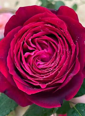 红色月季詹尼斯月季扦插小苗勤花多季重复开阳台盆栽月季