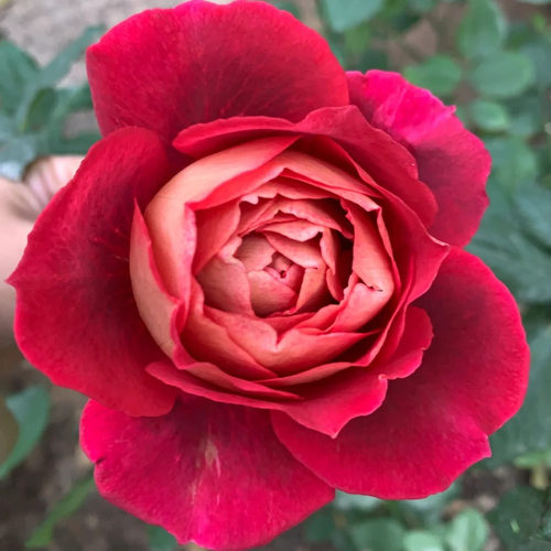 马萨医生月季绿植四季花卉阳台