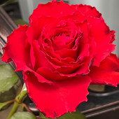 丰花勤花阳台庭院绿植花卉月季 新品 红色帝王浓香大花灌木多季 扦插