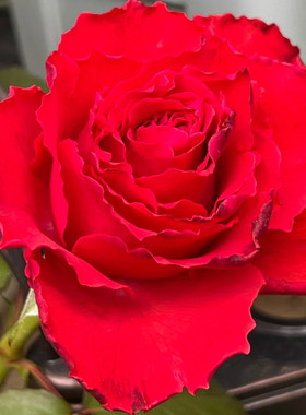 新品红色帝王浓香大花灌木多季丰花勤花阳台庭院绿植花卉月季扦插