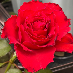 新品红色帝王浓香大花灌木多季丰花勤花阳台庭院绿植花卉月季扦插