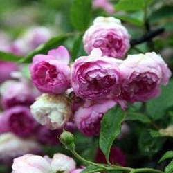 S18中大苗葡萄园之歌爬藤月季庭院花墙花苗盆栽庭院玫瑰粉紫色苗