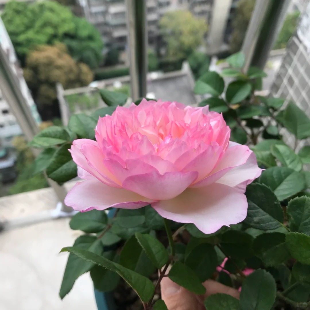 新品迷离灌木浓香大花丰花勤花多季开花绿植花卉盆栽地载阳台庭院