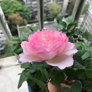 新品迷离灌木浓香大花丰花勤花多季开花绿植花卉盆栽地载阳台庭院