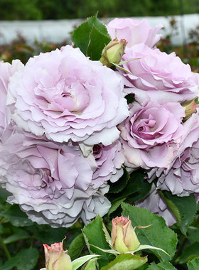 紫色浓香精品月季新浪潮(New Wave) 月季花日月苗瑰花苗大花绿植