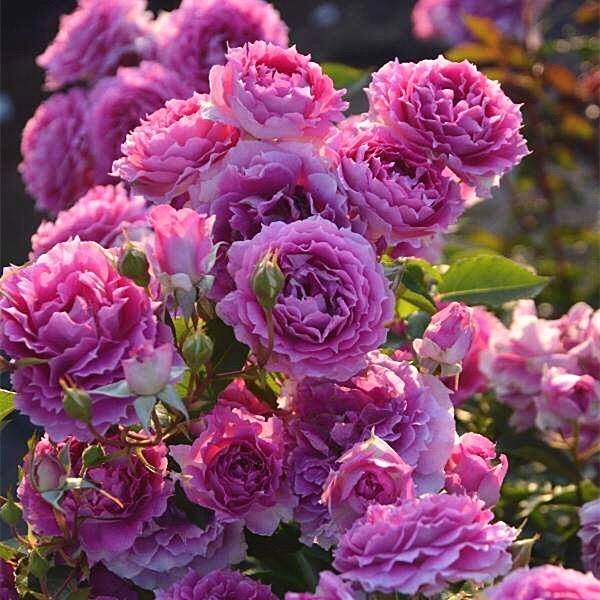 S18天方夜谭盆栽中大苗月季花微型多头多季开花阳台盆浓香大花