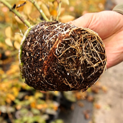 修剪好的小苗精选春化休眠月季系列庭院多季园艺盆栽欧月蔷薇月季