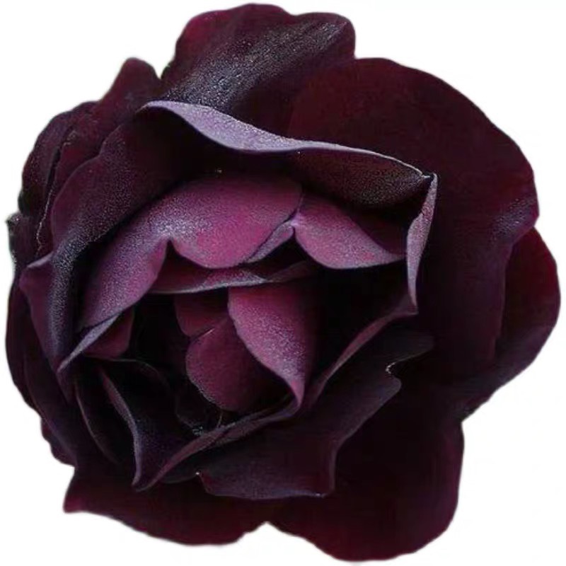 灌木黑红月季路易十四月季庭院阳台盆栽地栽多季月季花苗小苗